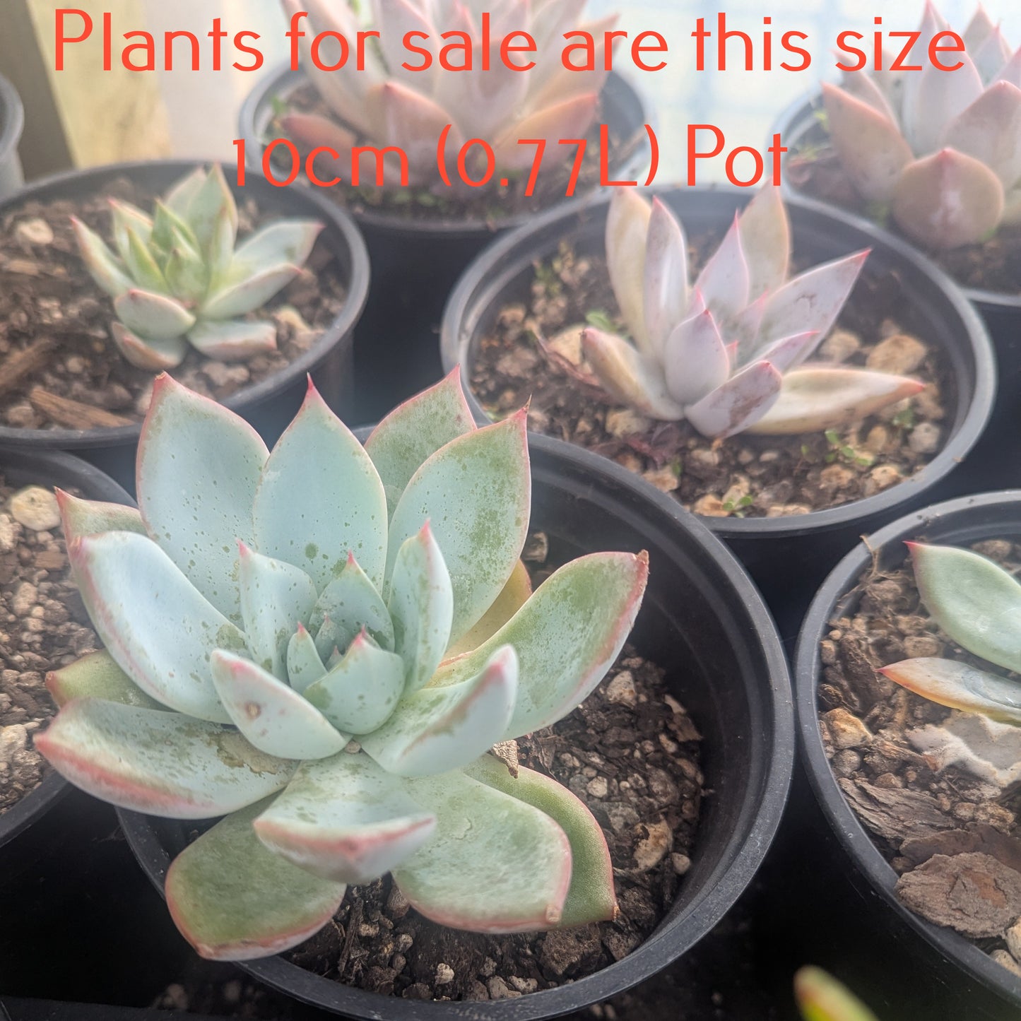 Echeveria Colorata | Mexican Giant