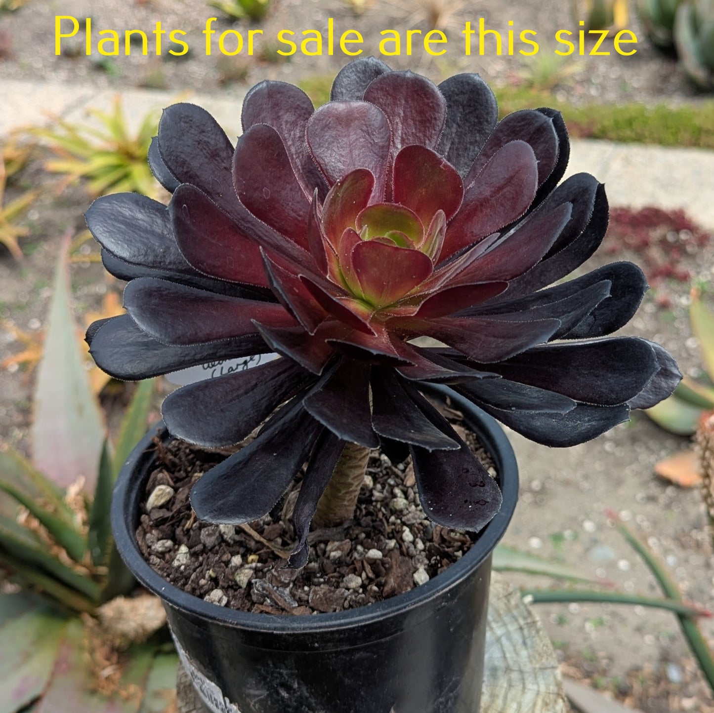 Aeonium Arboreum Zwartkop | Black Rose Aeonium