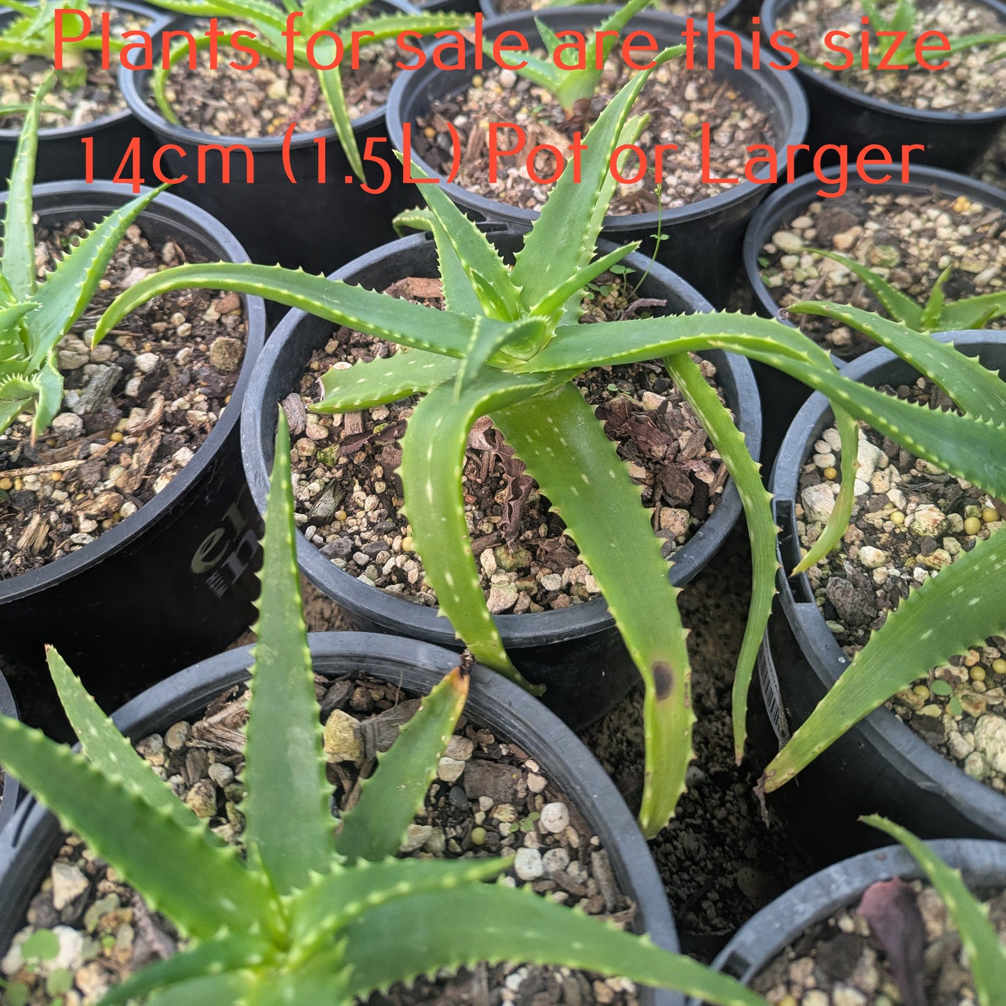 Aloe Arborescens | Torch Aloe