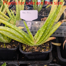 Load image into Gallery viewer, Aloe Vera | Aloe Barbadensis Miller
