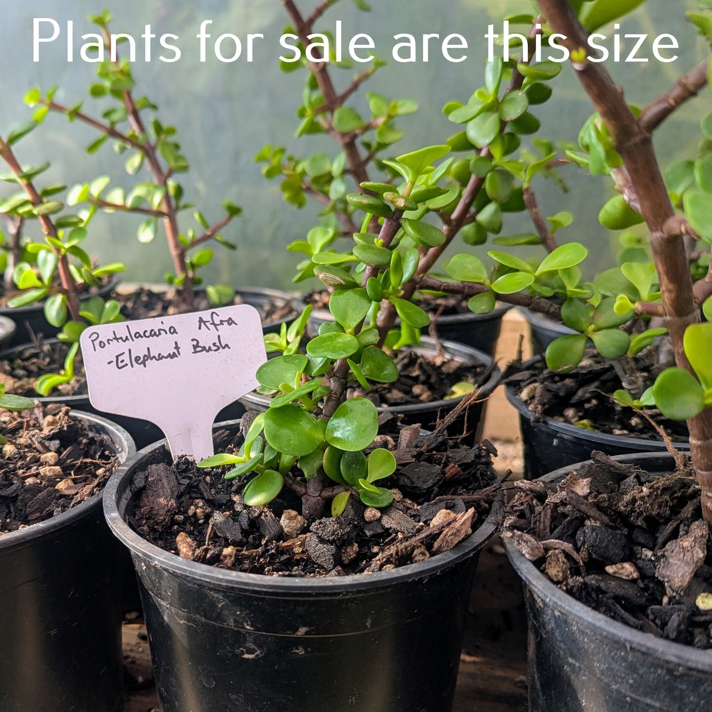 Portulacaria Afra | Elephant Bush