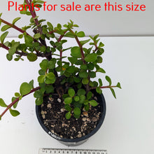 Load image into Gallery viewer, Portulacaria Afra | Elephant Bush
