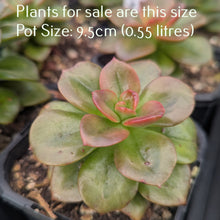 Load image into Gallery viewer, Echeveria Chroma

