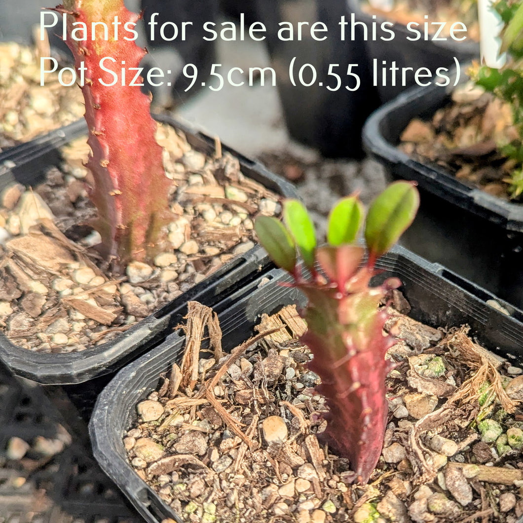 Euphorbia Trigona Rubra | African Milk Tree
