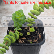 Load image into Gallery viewer, Crassula Rupestris | High Voltage
