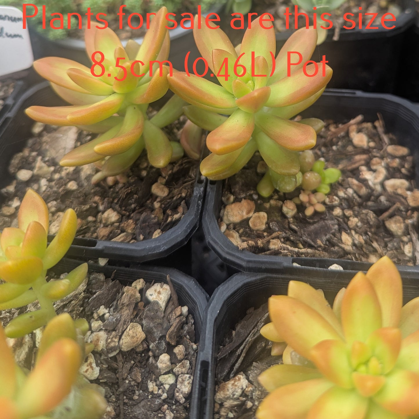 Sedum Nussbaumerianum | Coppertone Sedum