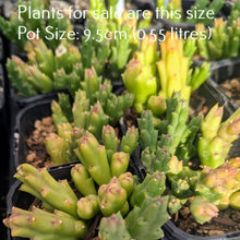 Load image into Gallery viewer, Orbea Variegata | Starfish Plant
