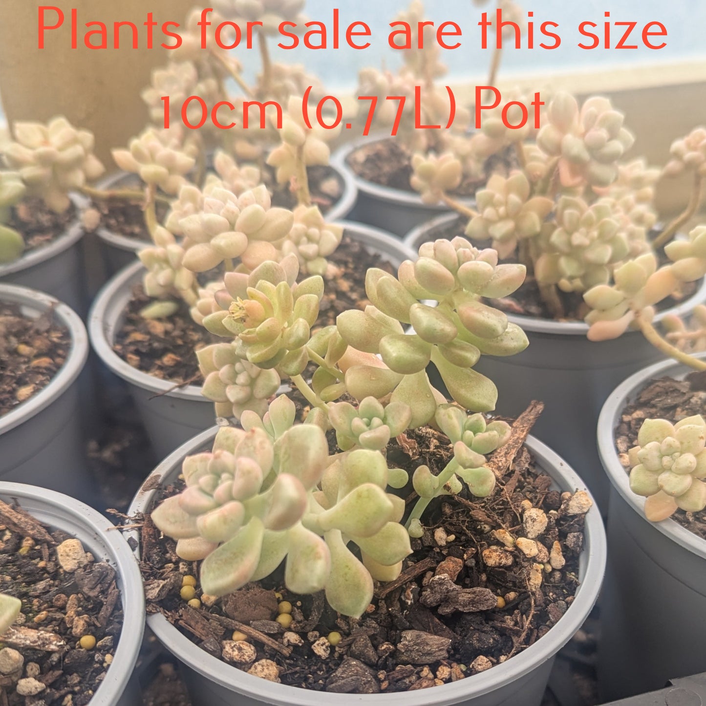 Graptopetalum Mendozae