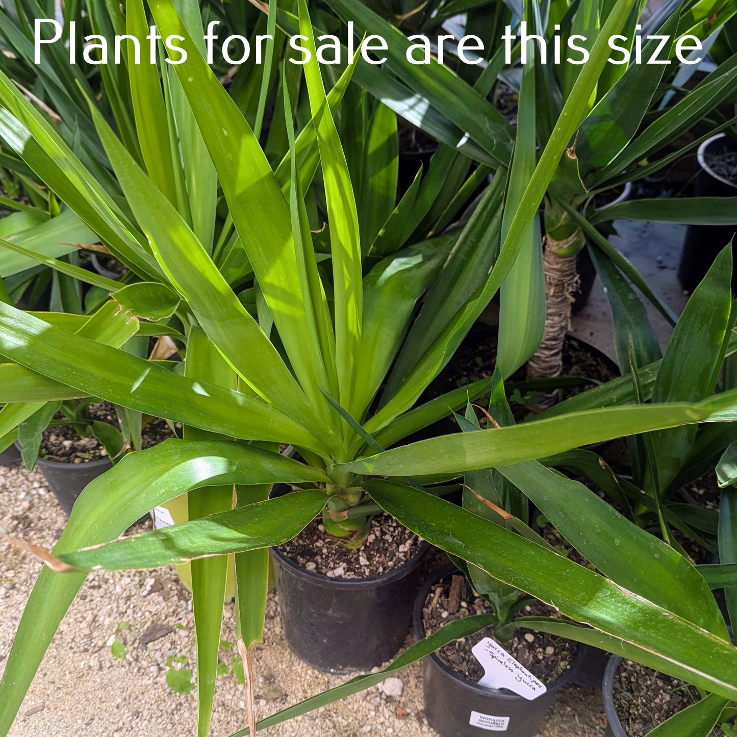 Yucca Elephantipes | Spineless Yucca