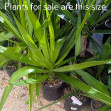 Load image into Gallery viewer, Yucca Elephantipes | Spineless Yucca
