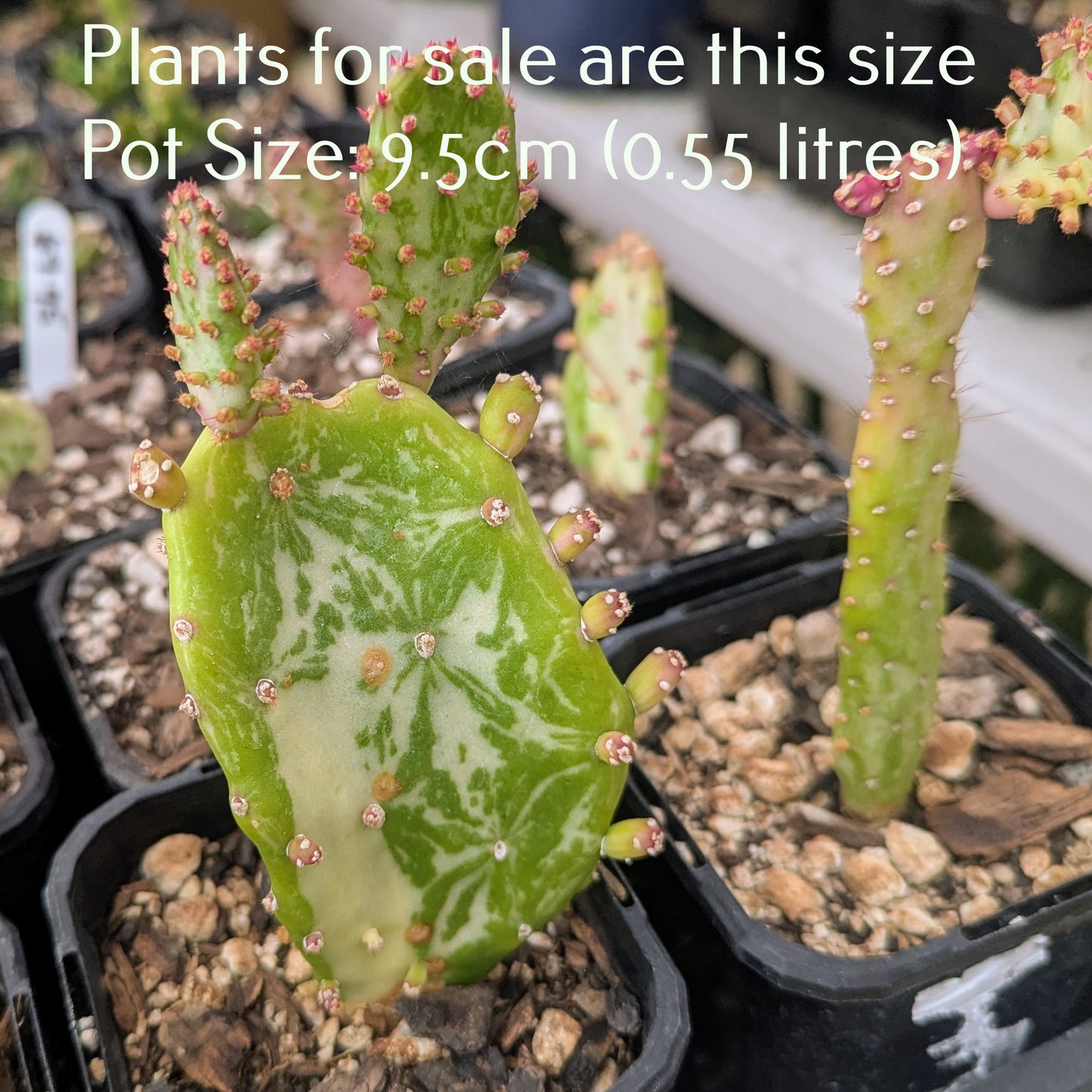 Opuntia Monacantha f. Monstruosa Variegata | Variegated Joseph's Coat