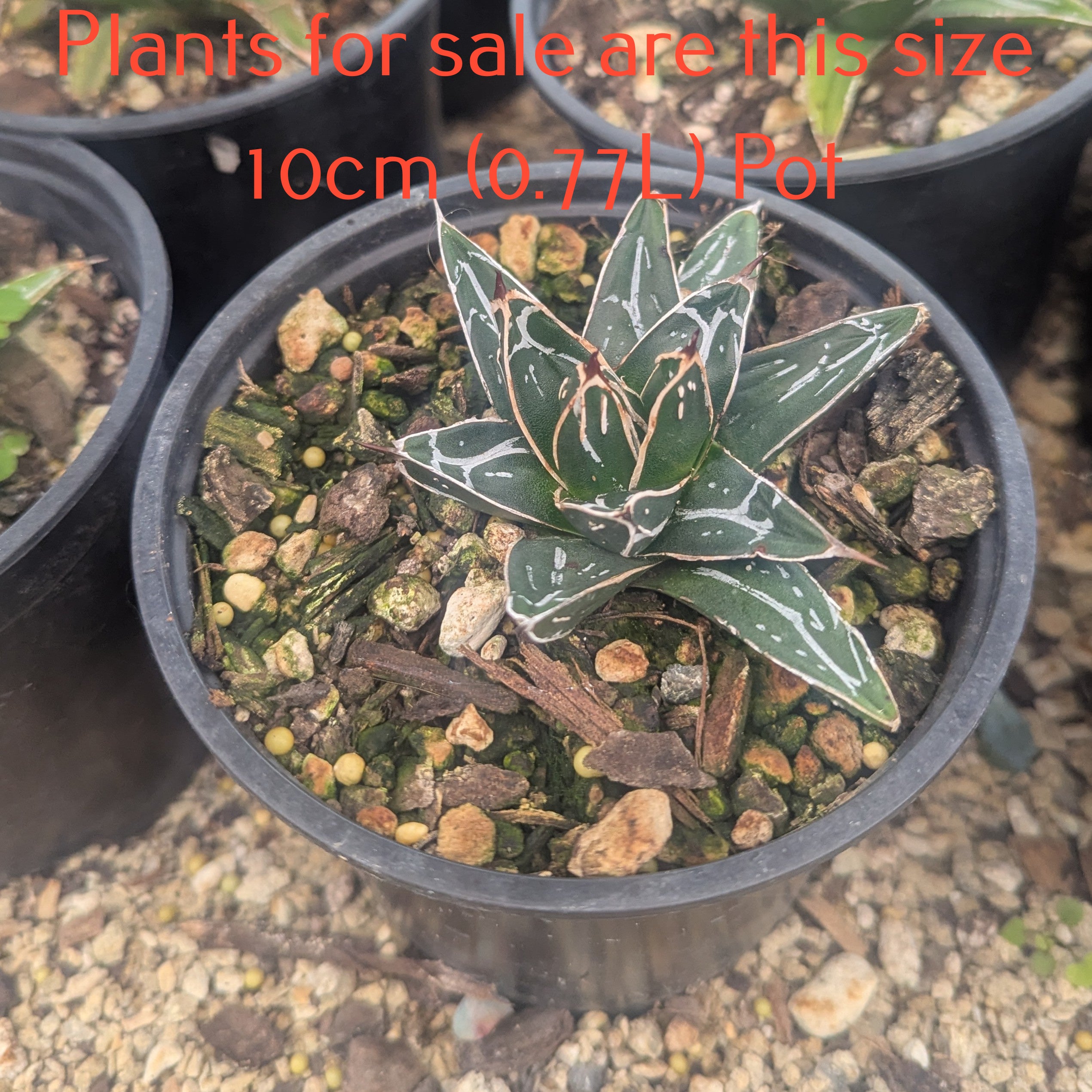 Agave Victoriae Reginae | Queen Victoria Century Plant – Succular.nz