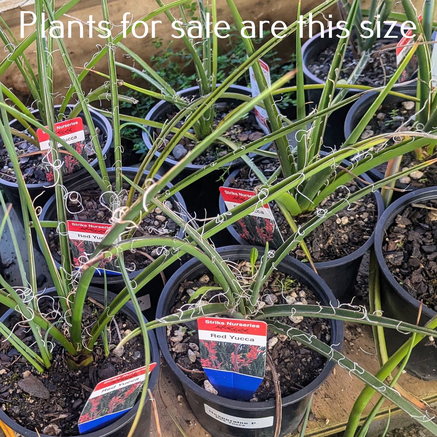 Hesperaloe Parviflora | Red Yucca