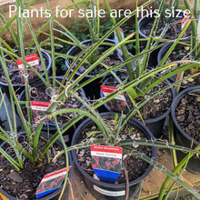 Load image into Gallery viewer, Hesperaloe Parviflora | Red Yucca

