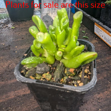 Load image into Gallery viewer, Crassula Ovata Gollum
