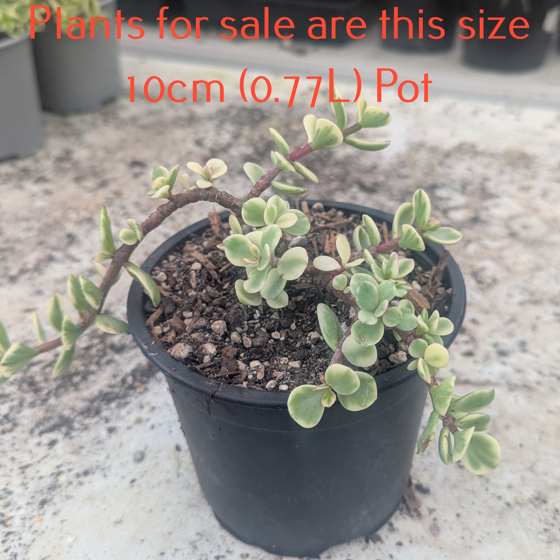 portulacaria afra nz Portulacaria Afra Variegata