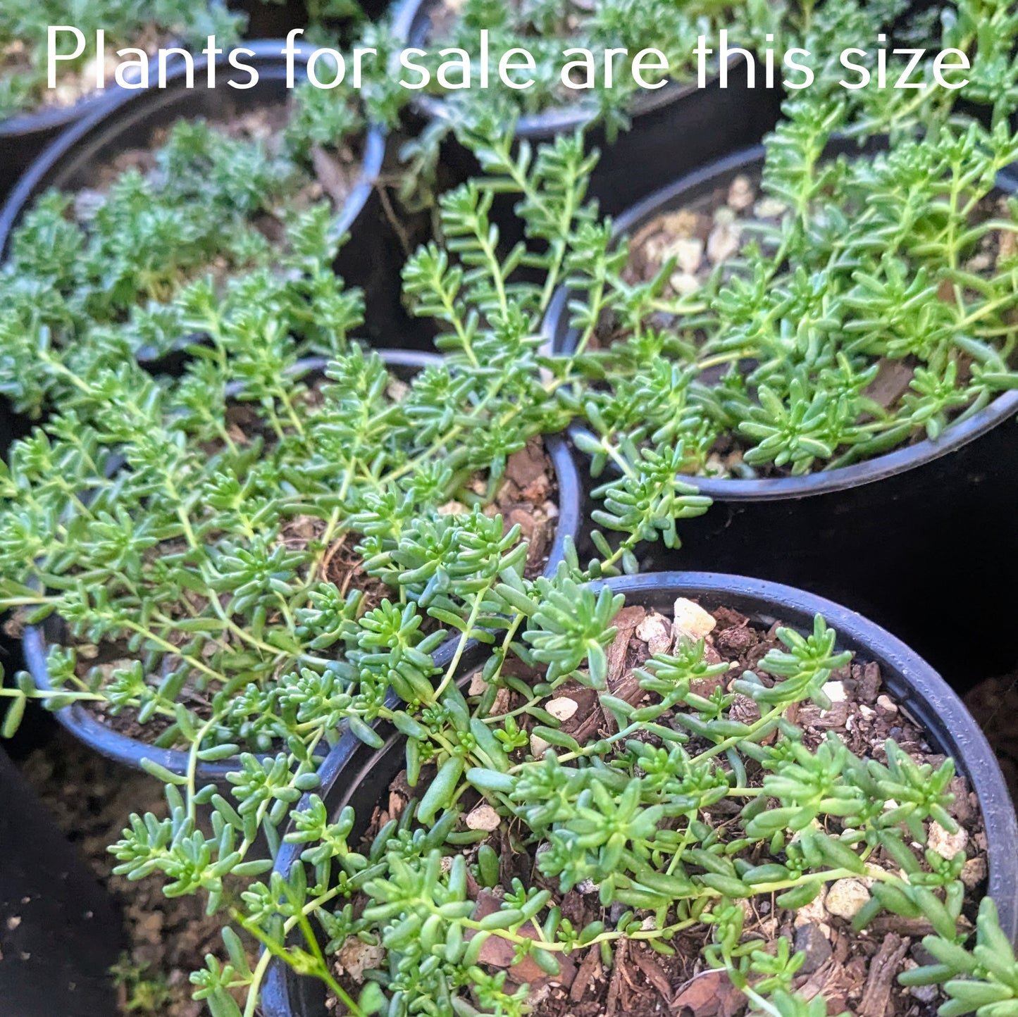 Sedum Album | White Stonecrop