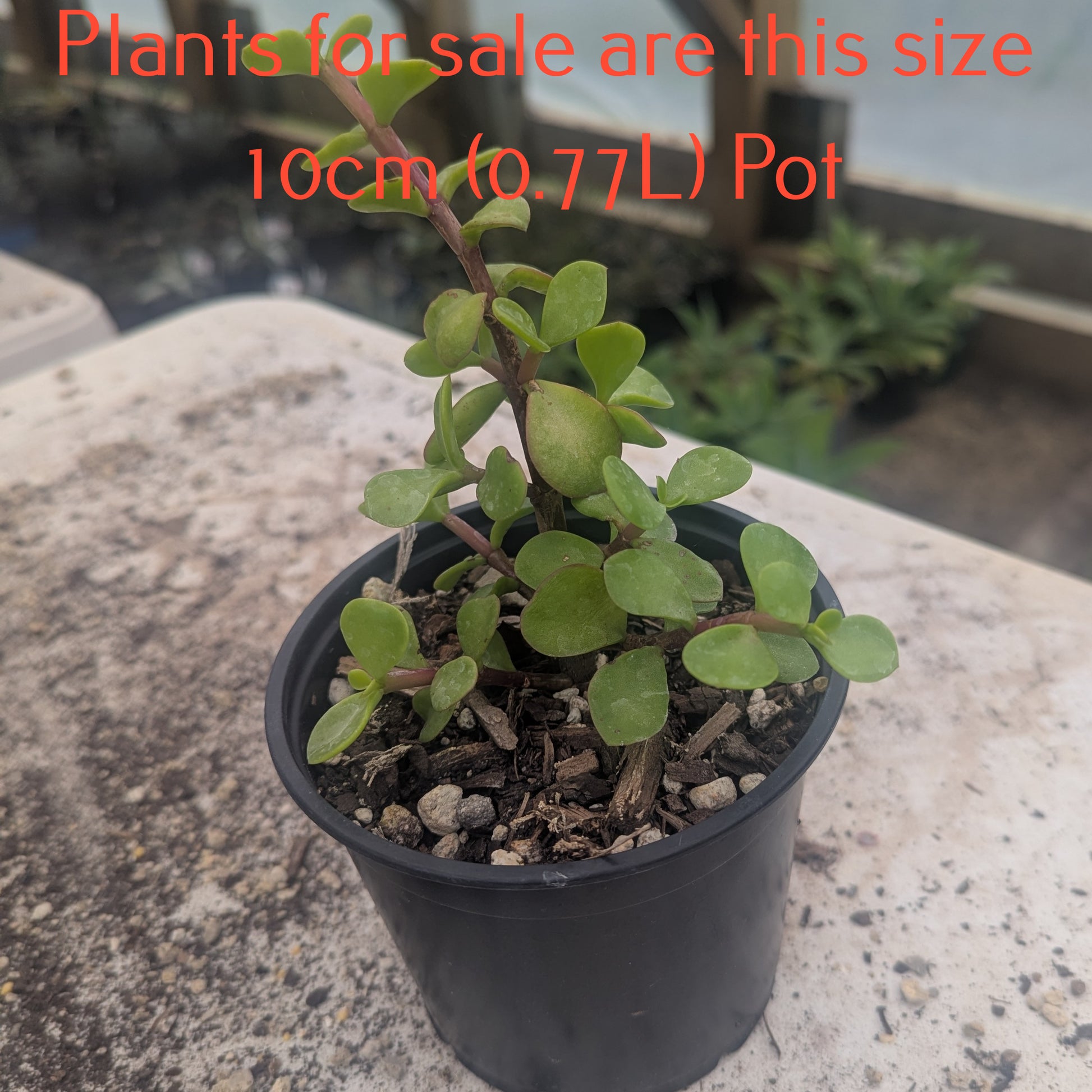 portulacaria afra nz Portulacaria Afra | Elephant Bush