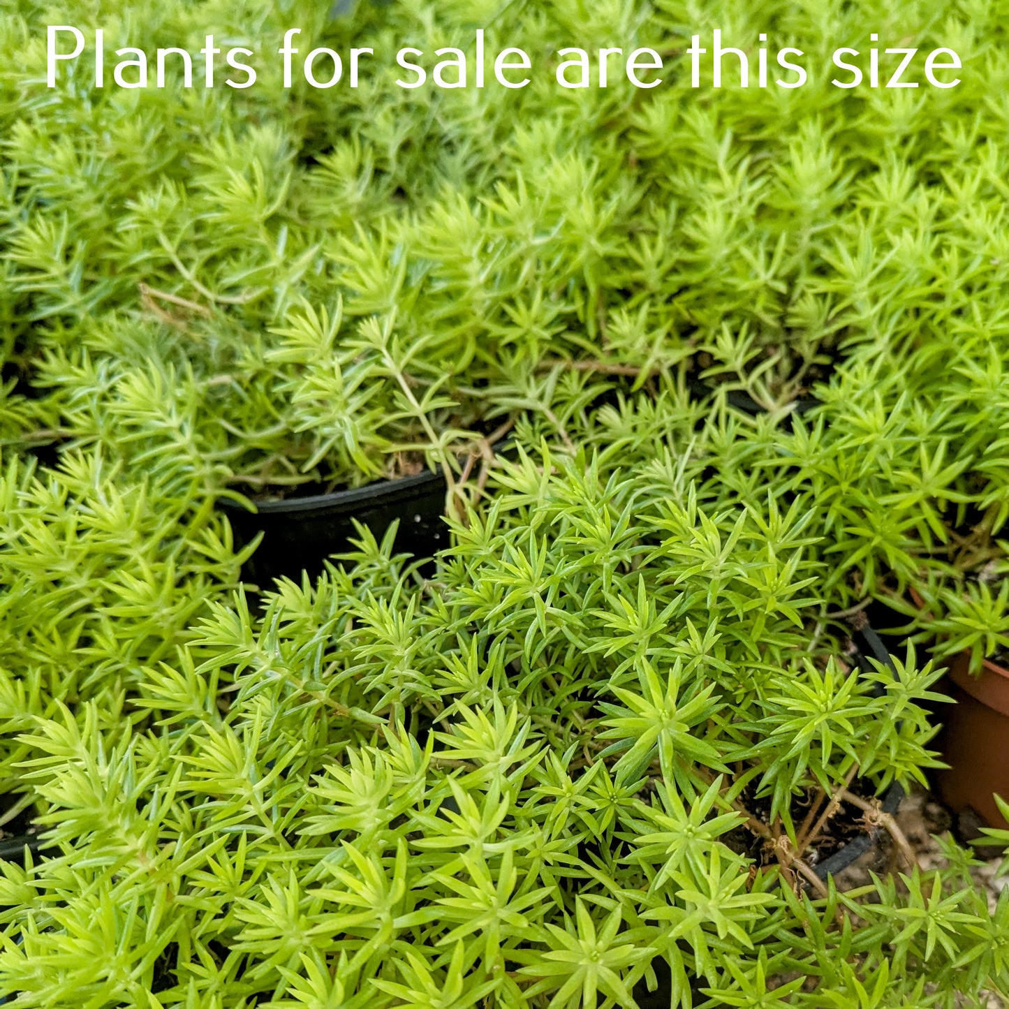 Sedum Mexicanum | Gold Mound