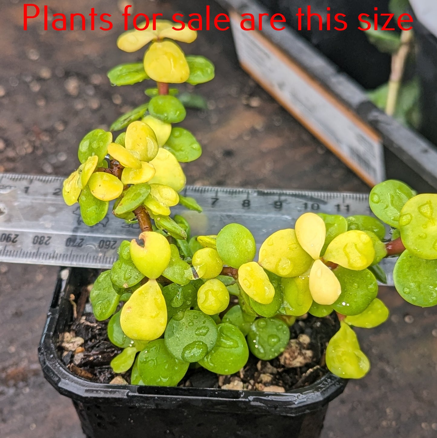 Portulacaria Afra Aurea | Yellow Rain Bush