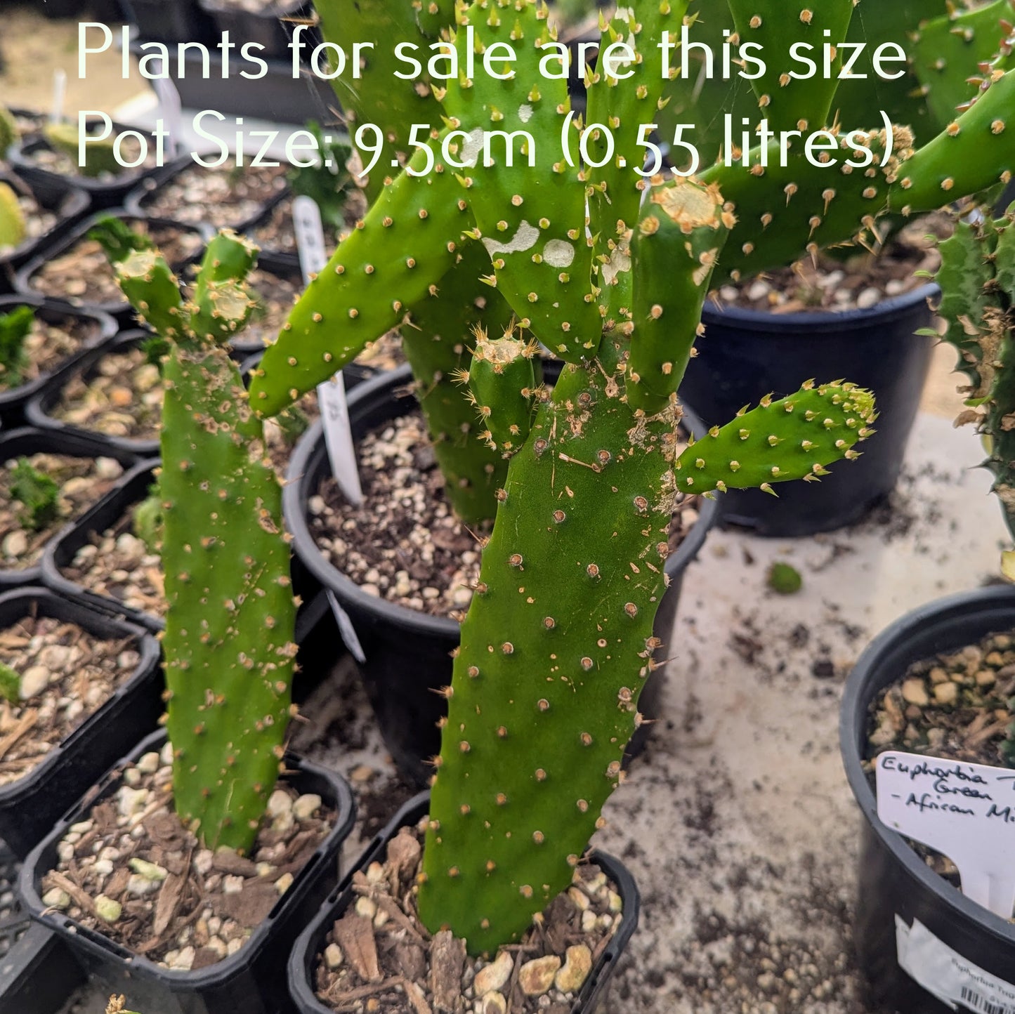 Opuntia Linguiformis | Cow's Tongue Prickly Pear