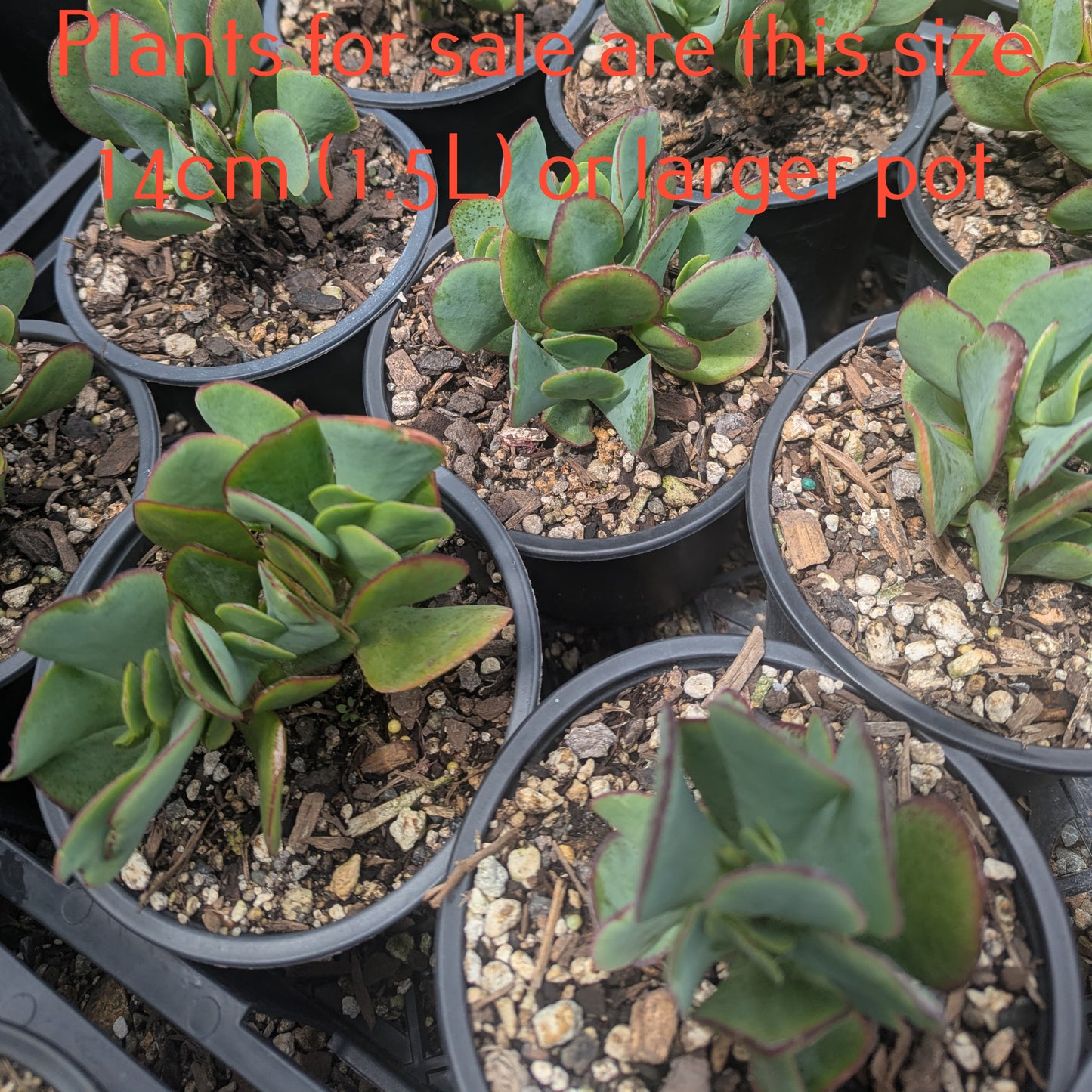 Crassula Arborescens | Blue Bird