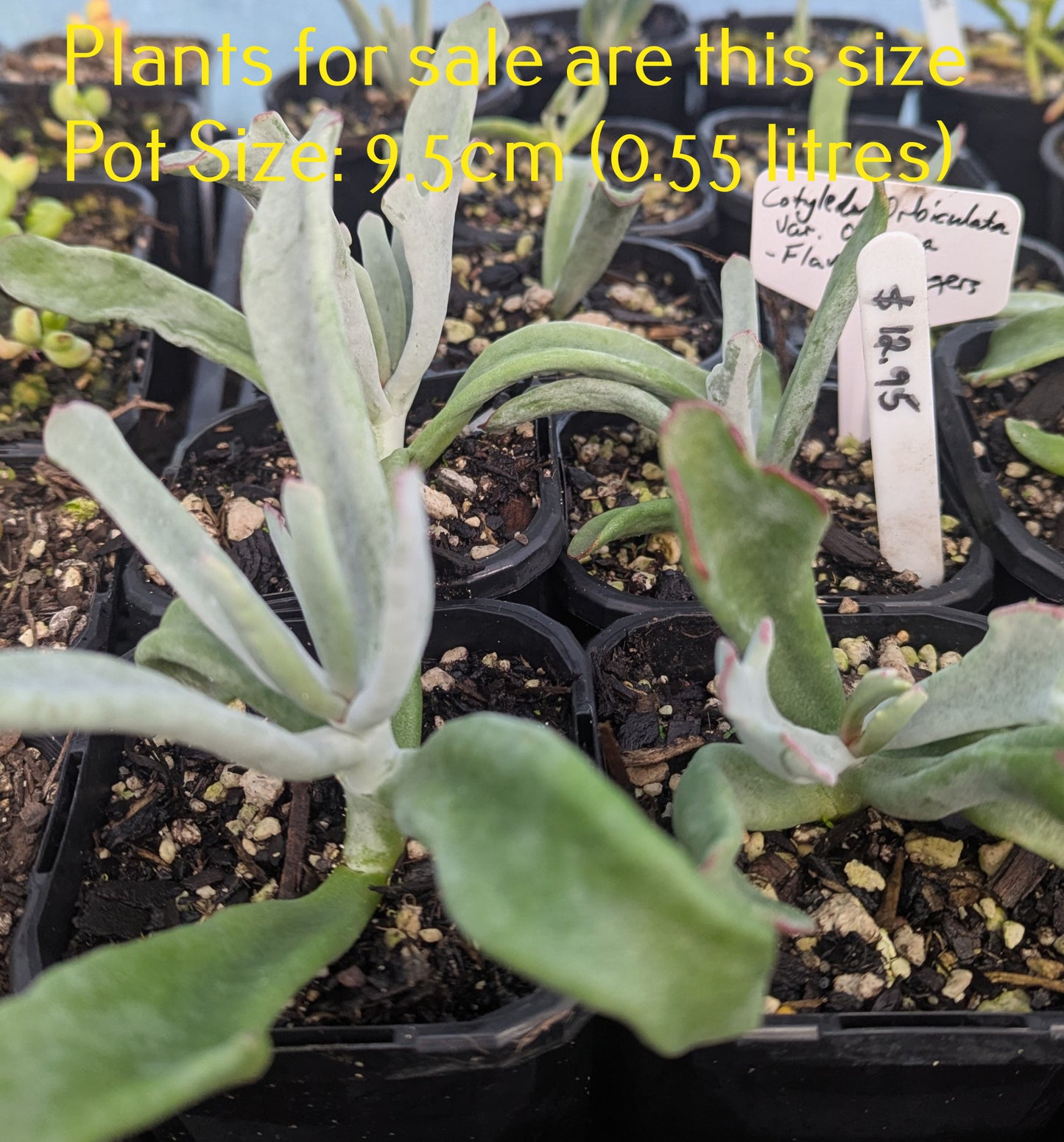 Cotyledon Orbiculata var. Oblonga | Flavida Fingers