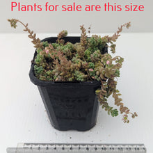 Load image into Gallery viewer, Sedum Dasyphyllum Major | Corsican Stonecrop
