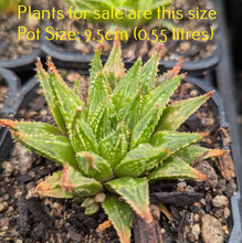 Load image into Gallery viewer, Haworthia Guttata
