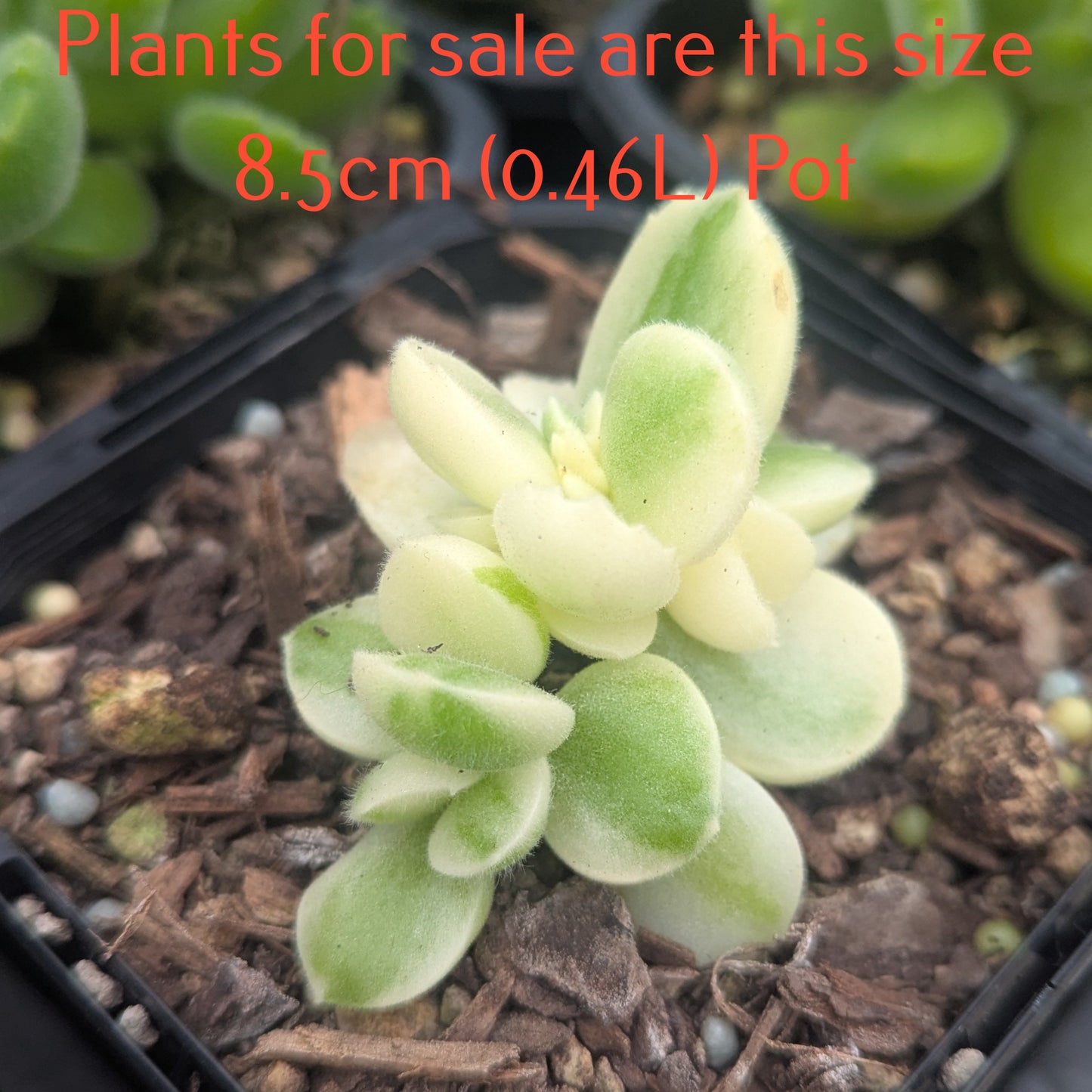 Cotyledon Tormentosa Variegata | Variegated Bear's Paw