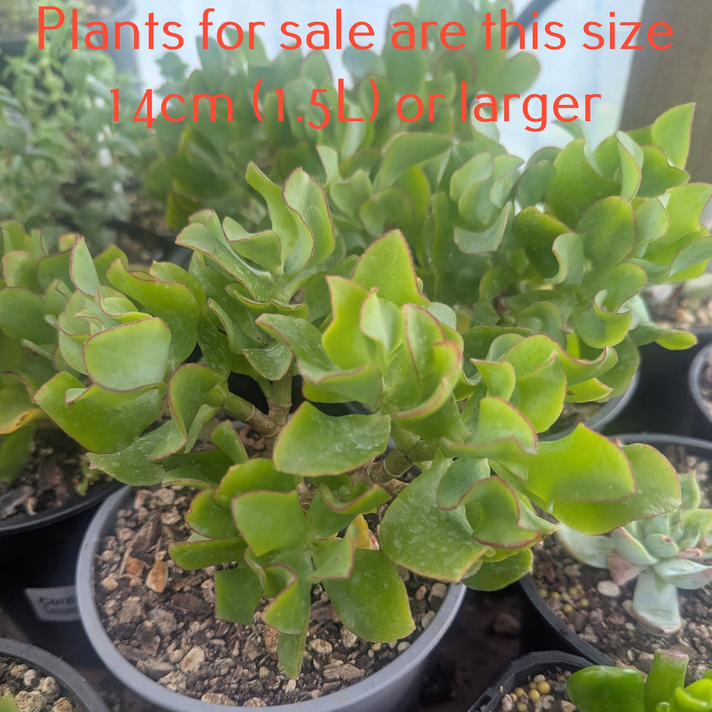 Crassula Arborescens Undulatifolia | Ripple Jade