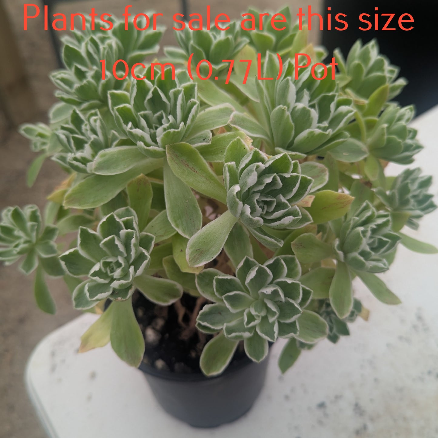 Aeonium Ballerina | Aeonium Frosty