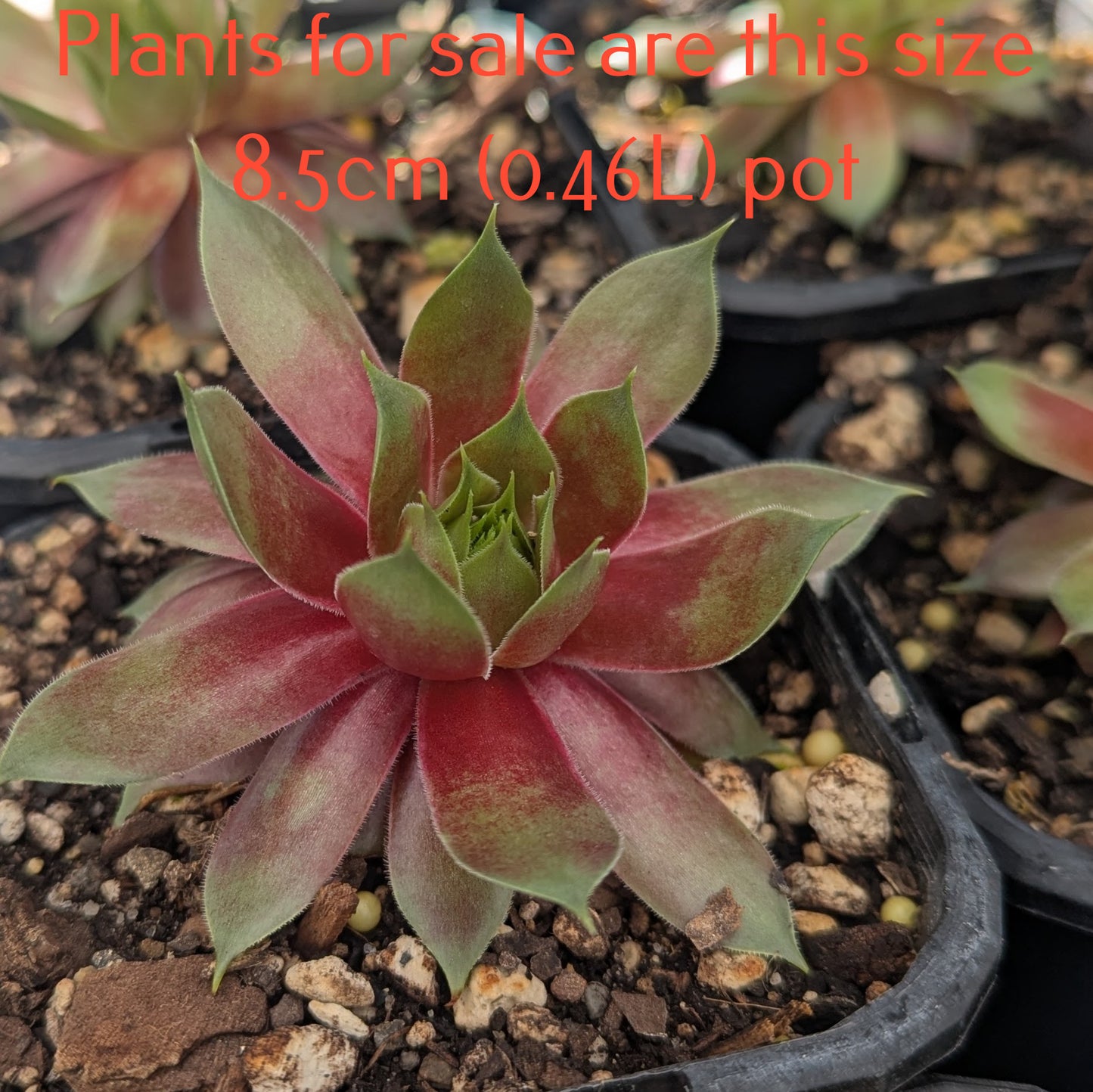 Sempervivum Amber