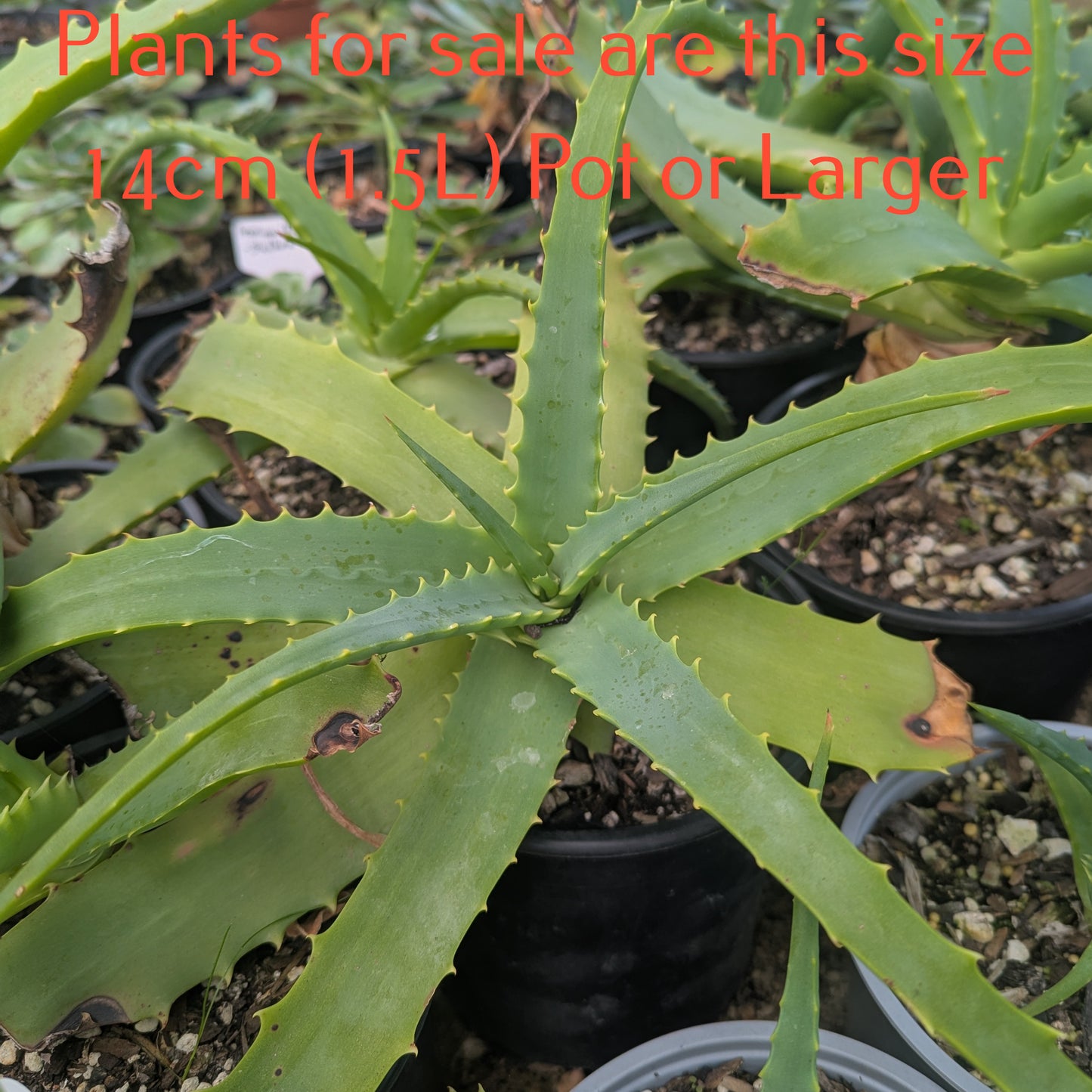 Aloe Arborescens | Torch Aloe