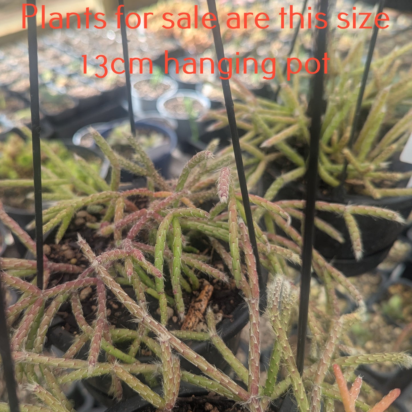 Rhipsalis Horrida | Mouse Tail Cactus