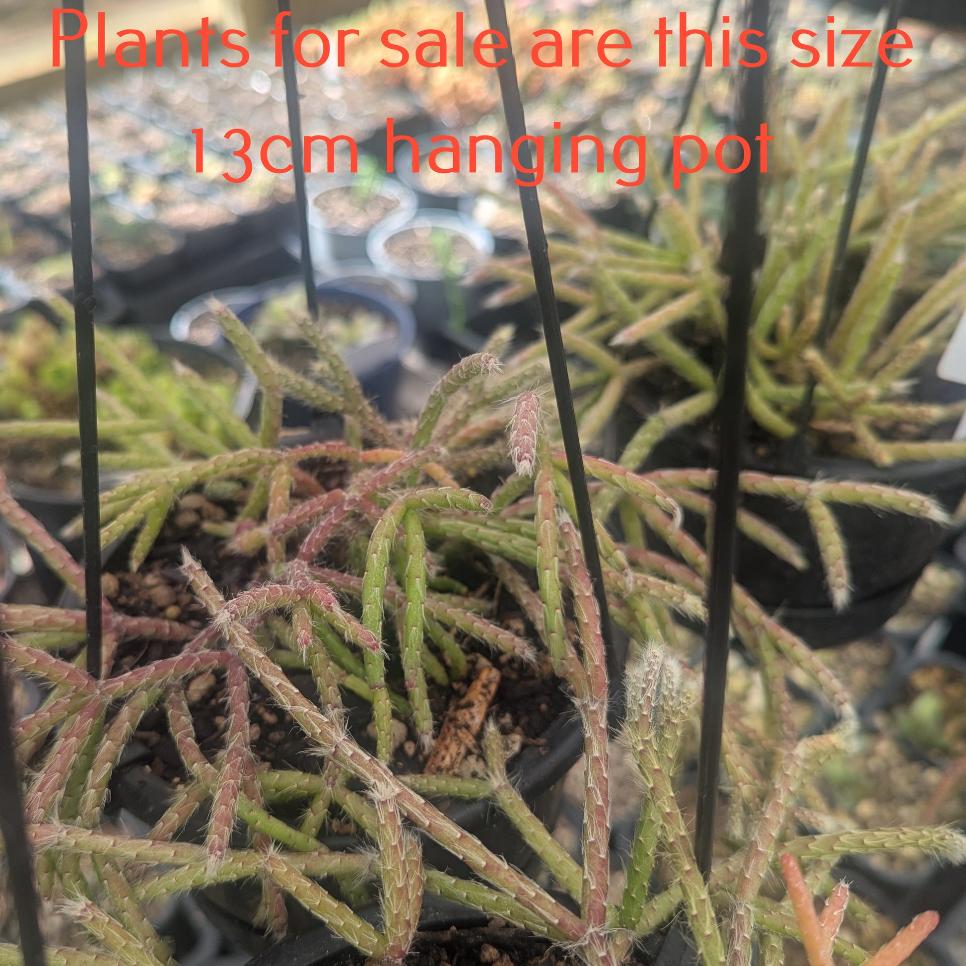 Rhipsalis Horrida