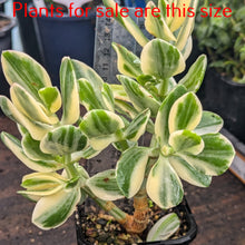 Load image into Gallery viewer, Crassula Ovata Tricolor | Variegated Jade Plant
