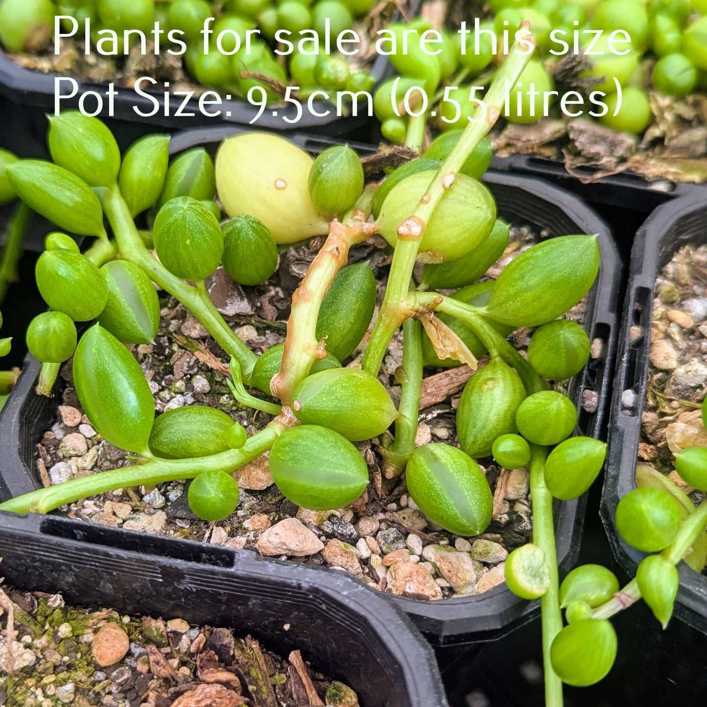 Senecio Herreanus | String of Watermelons