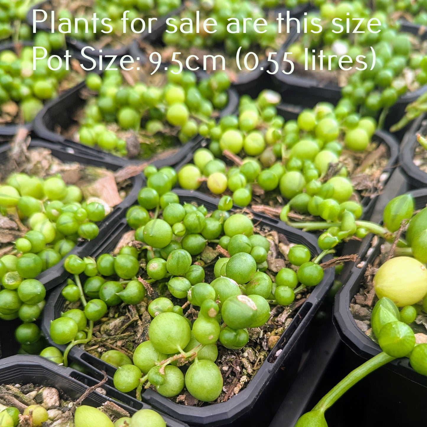 Senecio Rowleyanus | String of Pearls