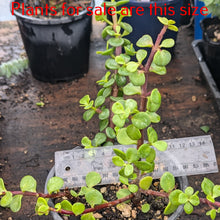 Load image into Gallery viewer, Portulacaria Afra | Elephant Bush
