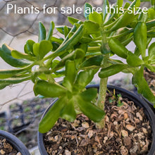 Load image into Gallery viewer, Sedum Dendroideum | Tree Stonecrop

