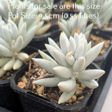 Load image into Gallery viewer, Senecio Haworthii | Cocoon Plant
