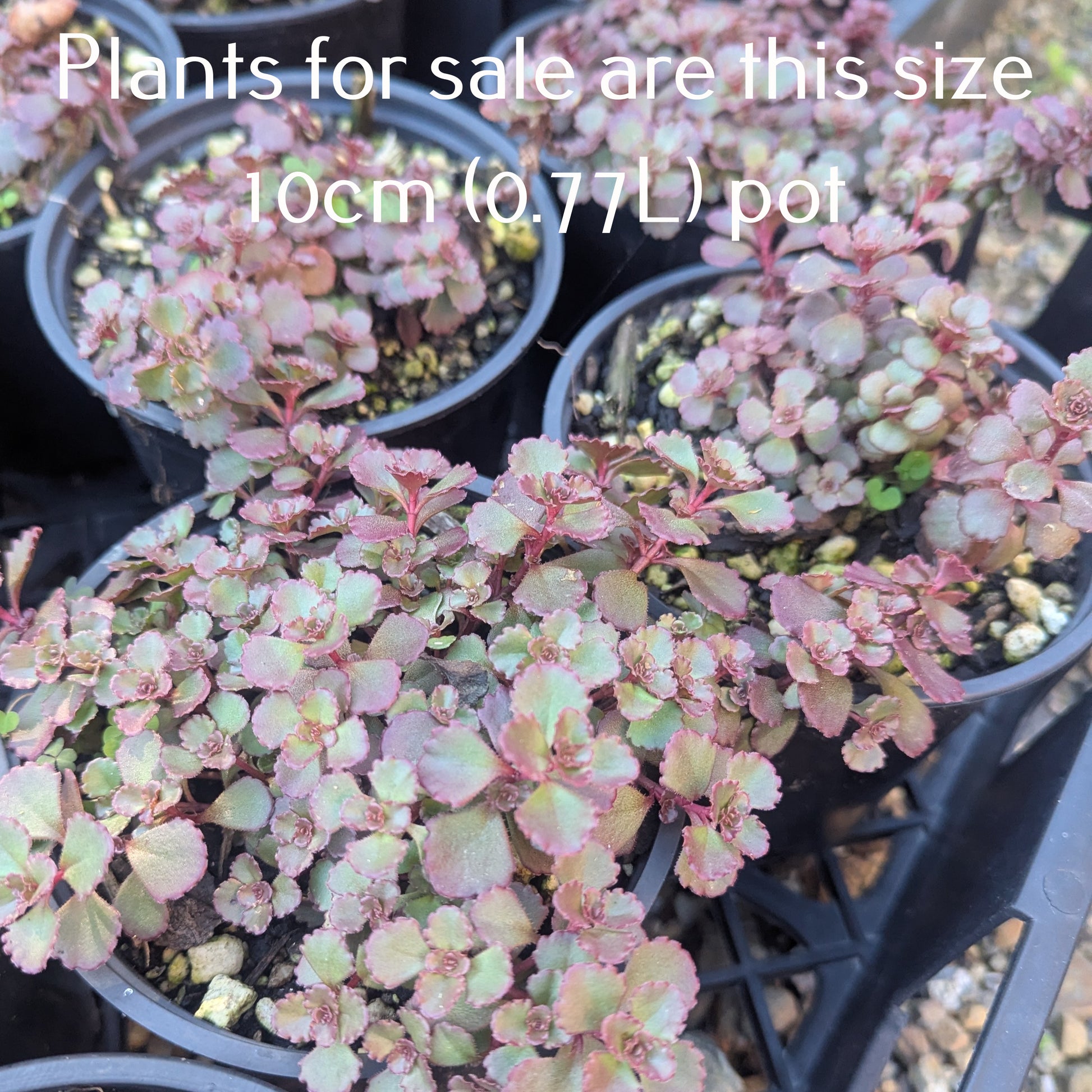 voodoo succulent Sedum Spurium Voodoo