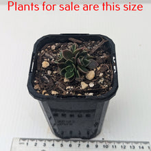 Load image into Gallery viewer, Sinocrassula Indica
