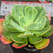 Load image into Gallery viewer, Echeveria Briar Rose
