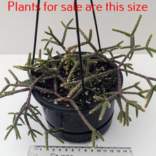 Load image into Gallery viewer, Rhipsalis Horrida | Mouse Tail Cactus
