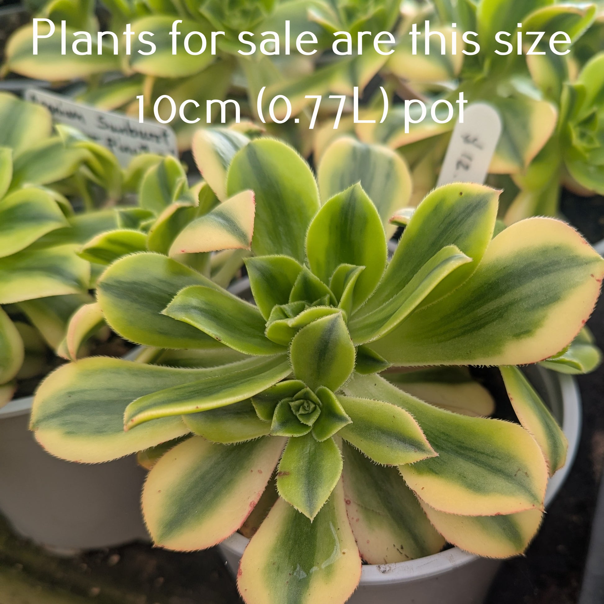 succulents for sale nz Aeonium Sunburst