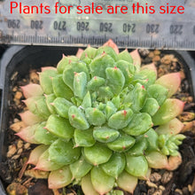 Load image into Gallery viewer, Echeveria Blue Elf | Happy Plant
