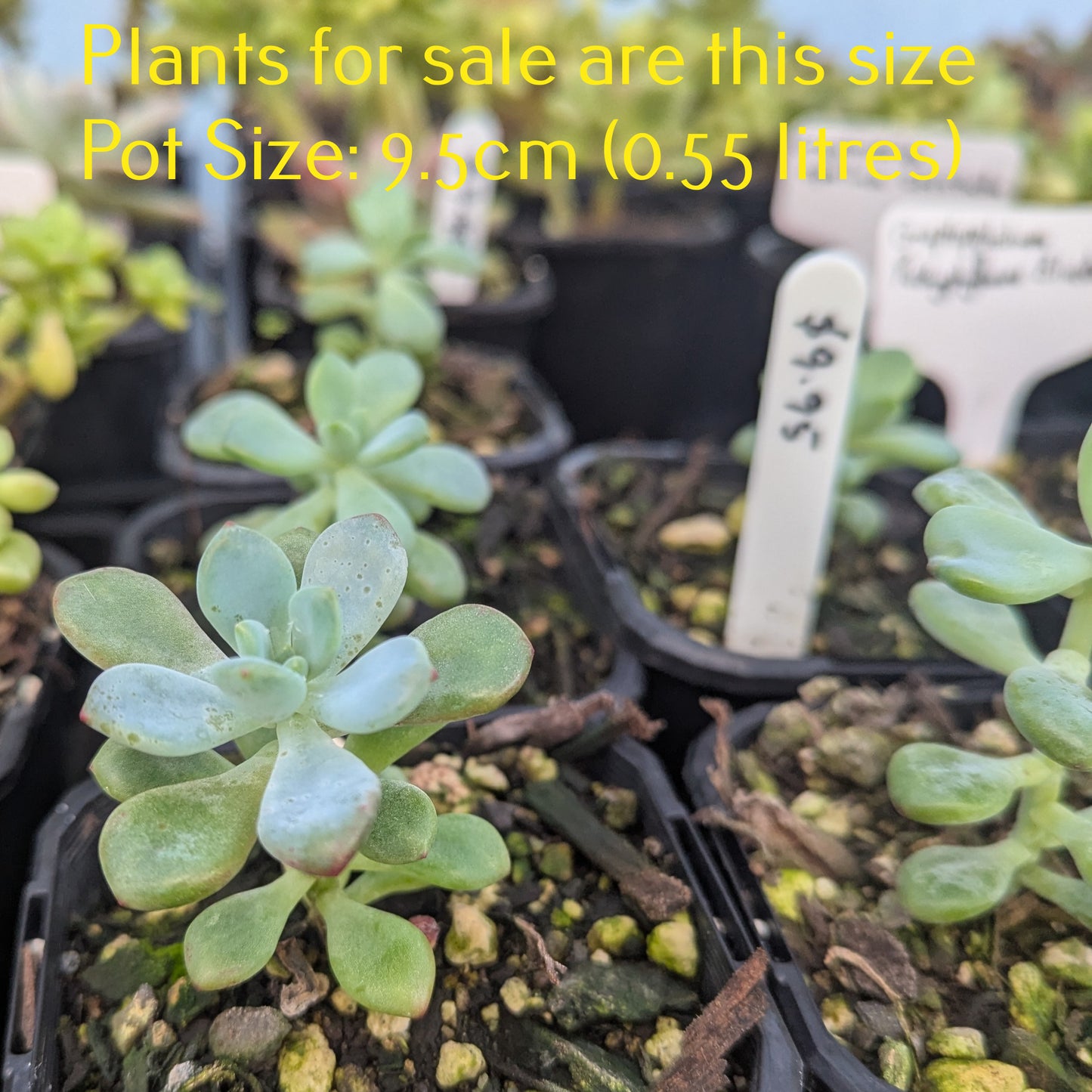 Graptopetalum Pachyphyllum Bluebean