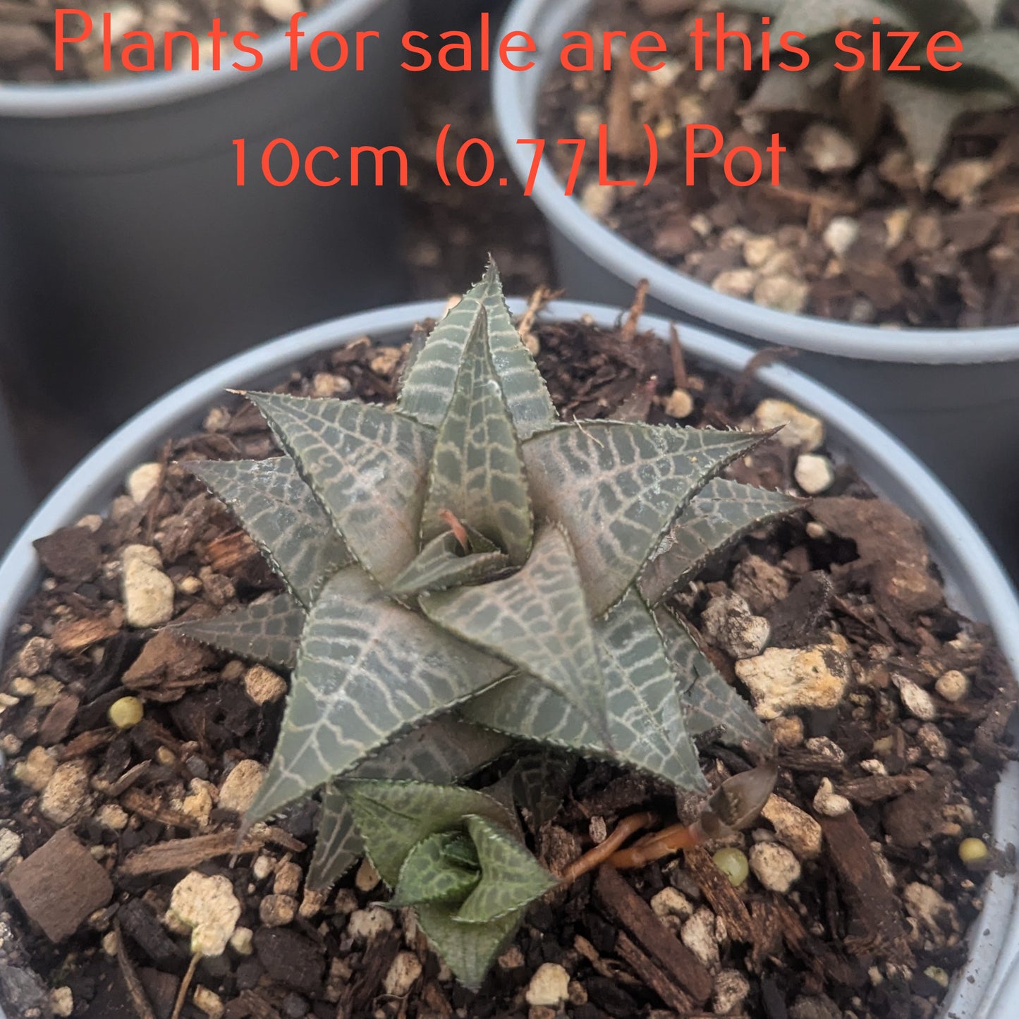 Haworthia Tessellata
